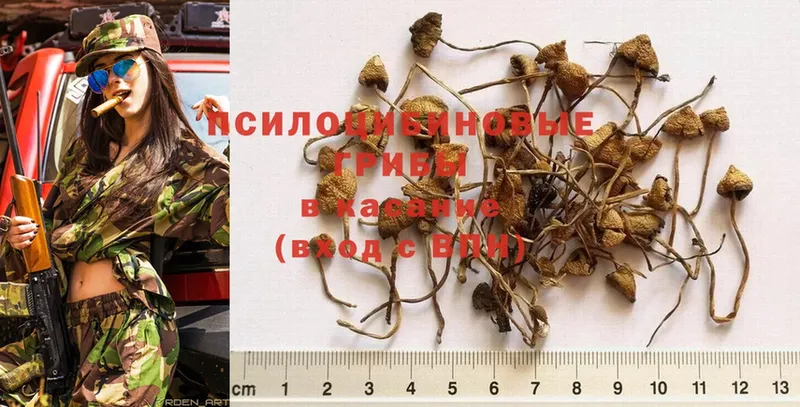 Галлюциногенные грибы Psilocybe Колпашево